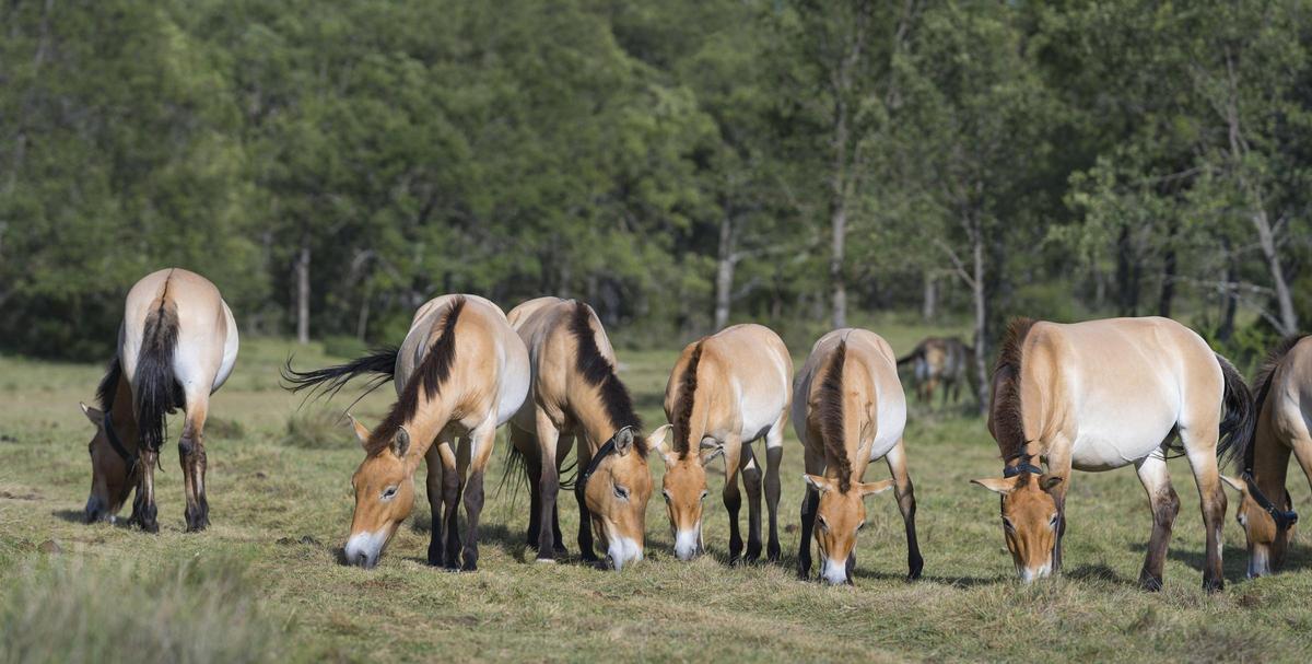 Caballos de Przewalski en Guadalajara
