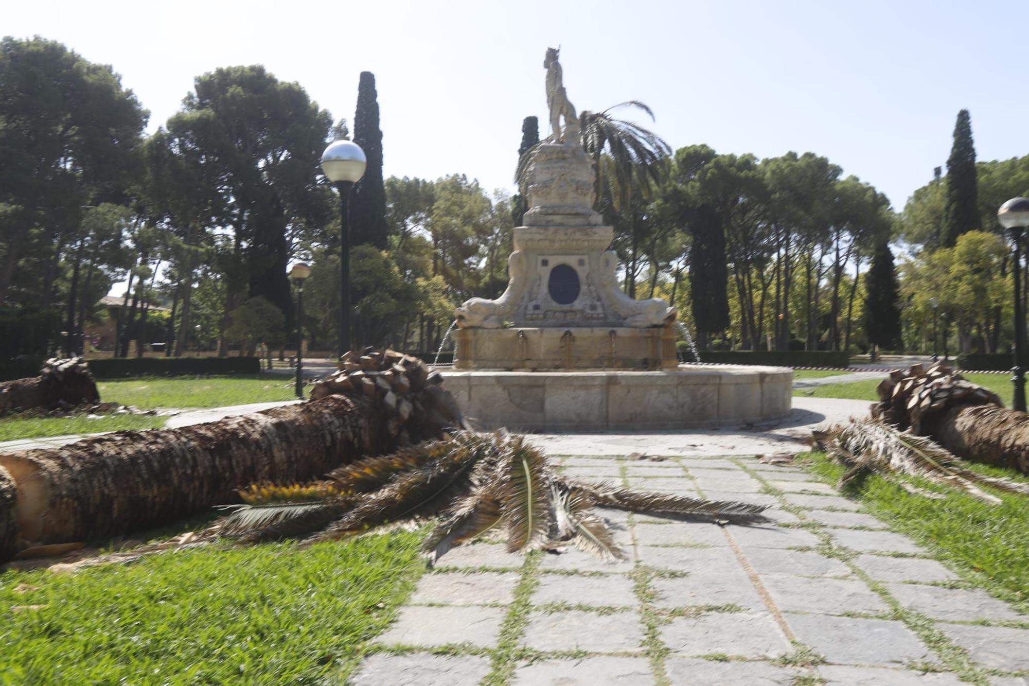 Adiós a 5 palmeras en el Parque Labordeta de Zaragoza