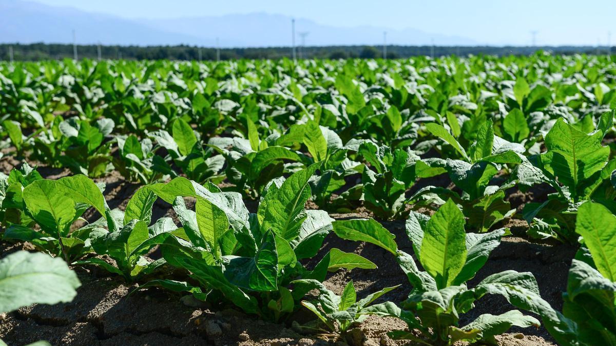 Video | La viabilidad del cultivo de tabaco en Extremadura, ‘ahogada’ por el plástico.