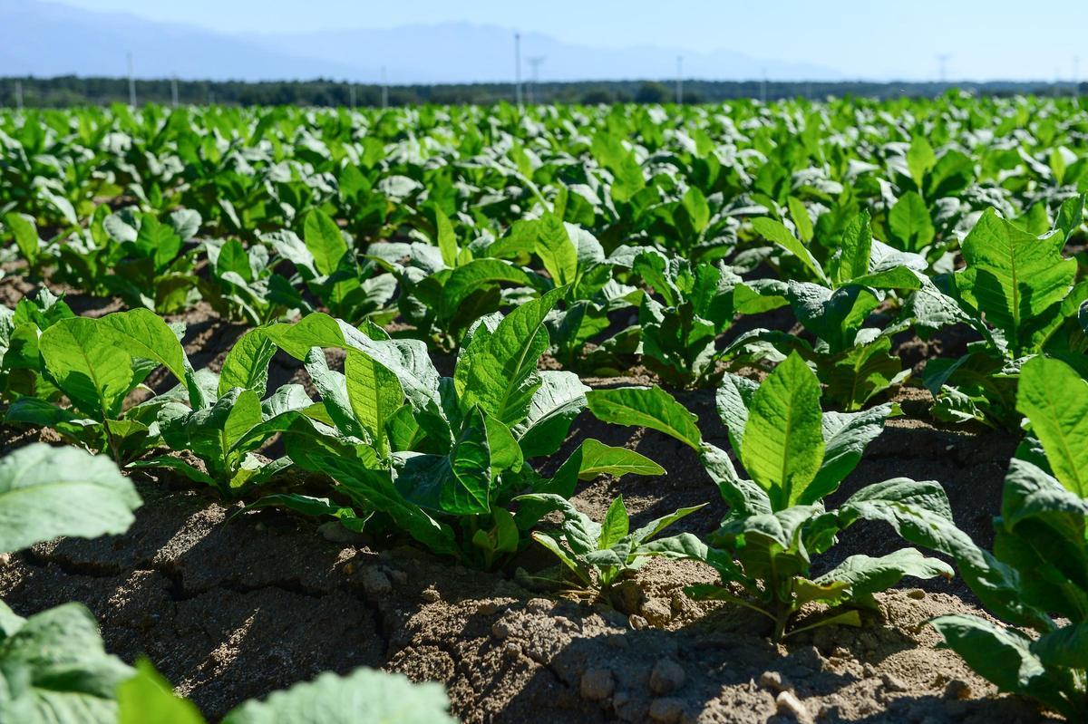 Explotación cultivada de tabaco.