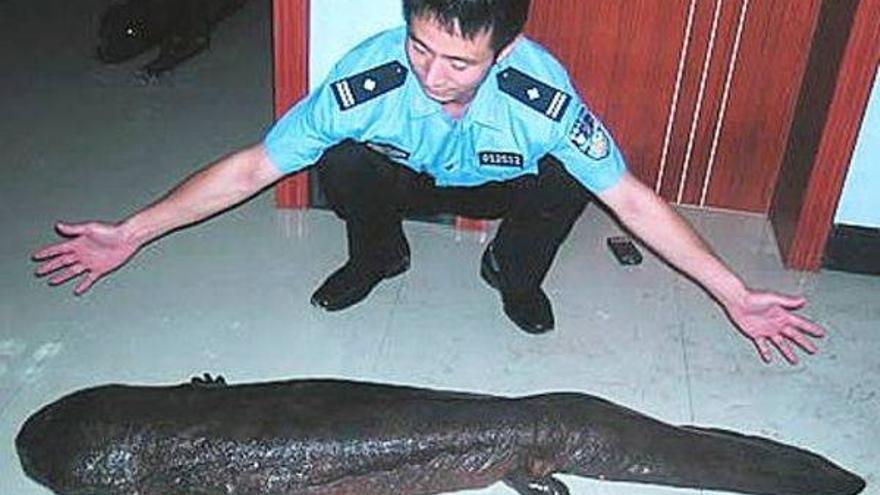 Investigados 14 policías chinos por comer una salamandra gigante