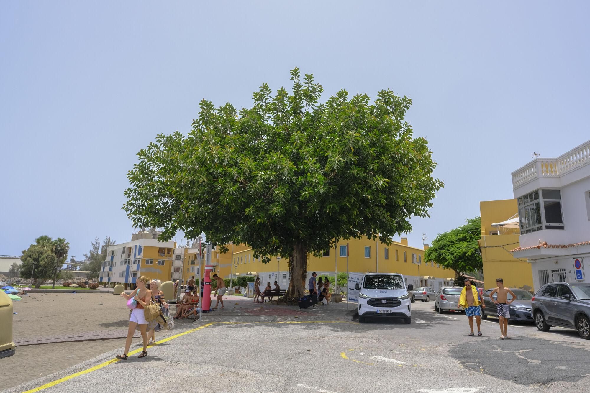 Jornada de fuerte calor en El Pajar (17/07/25)