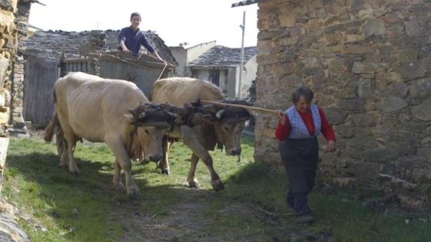 Una mujer dirige a una pareja de vacas que tiran de un carro en Folgoso.