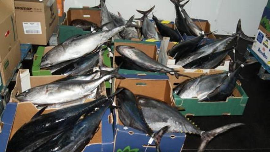 El puerto de Cullera recibe permiso para desembarcar capturas de atún rojo