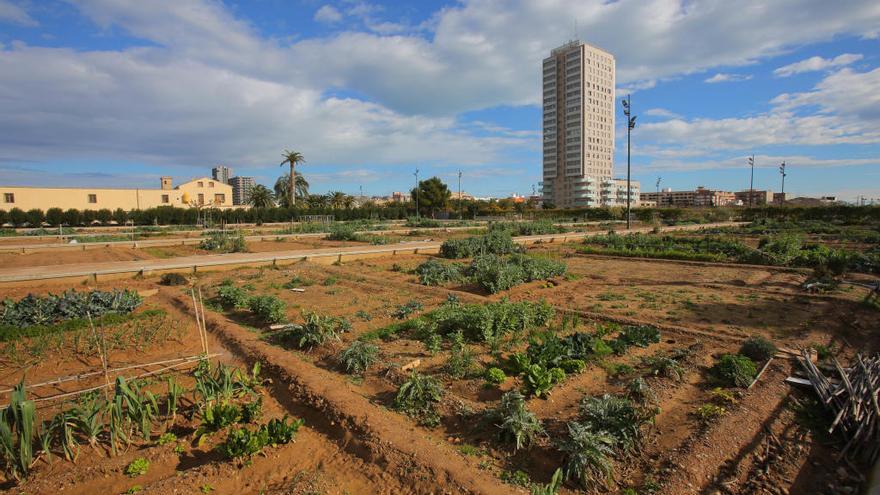 Los huertos urbanos de València estarán vallados y las concesiones durarán 4 años