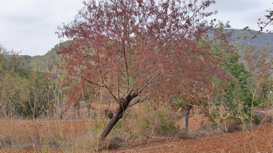 La sequía castiga los almendros