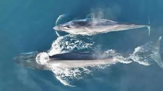 Vilanova i la Geltrú, primer "punto de esperanza marino" para avistar y conservar las ballenas