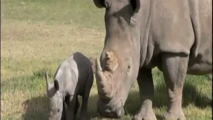 Nace un rinoceronte blanco en un zoo de Australia