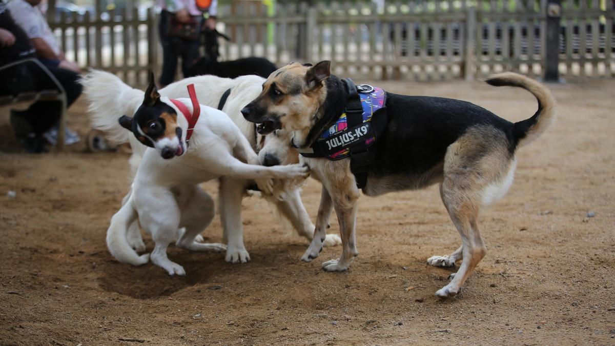 Perros jugando en un parque de Barcelona.