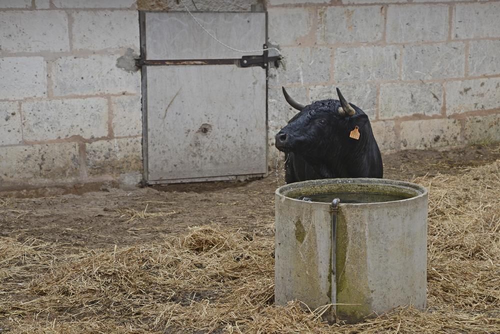 Los toros, en los corrales de La Monumental