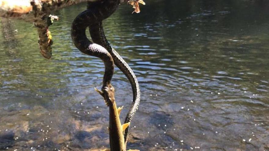 Culebra en el río Bibei. // Néstor Rodríguez