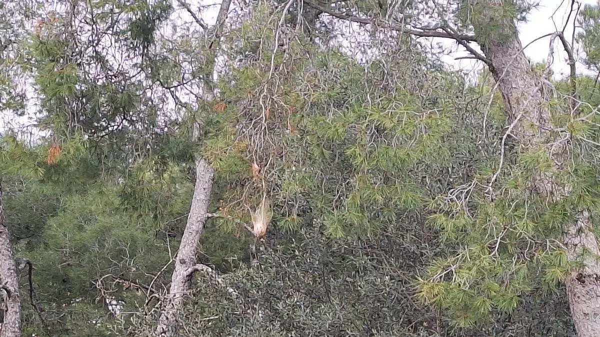 "Els veïns del Park Güell patim una plaga massiva de processionària"