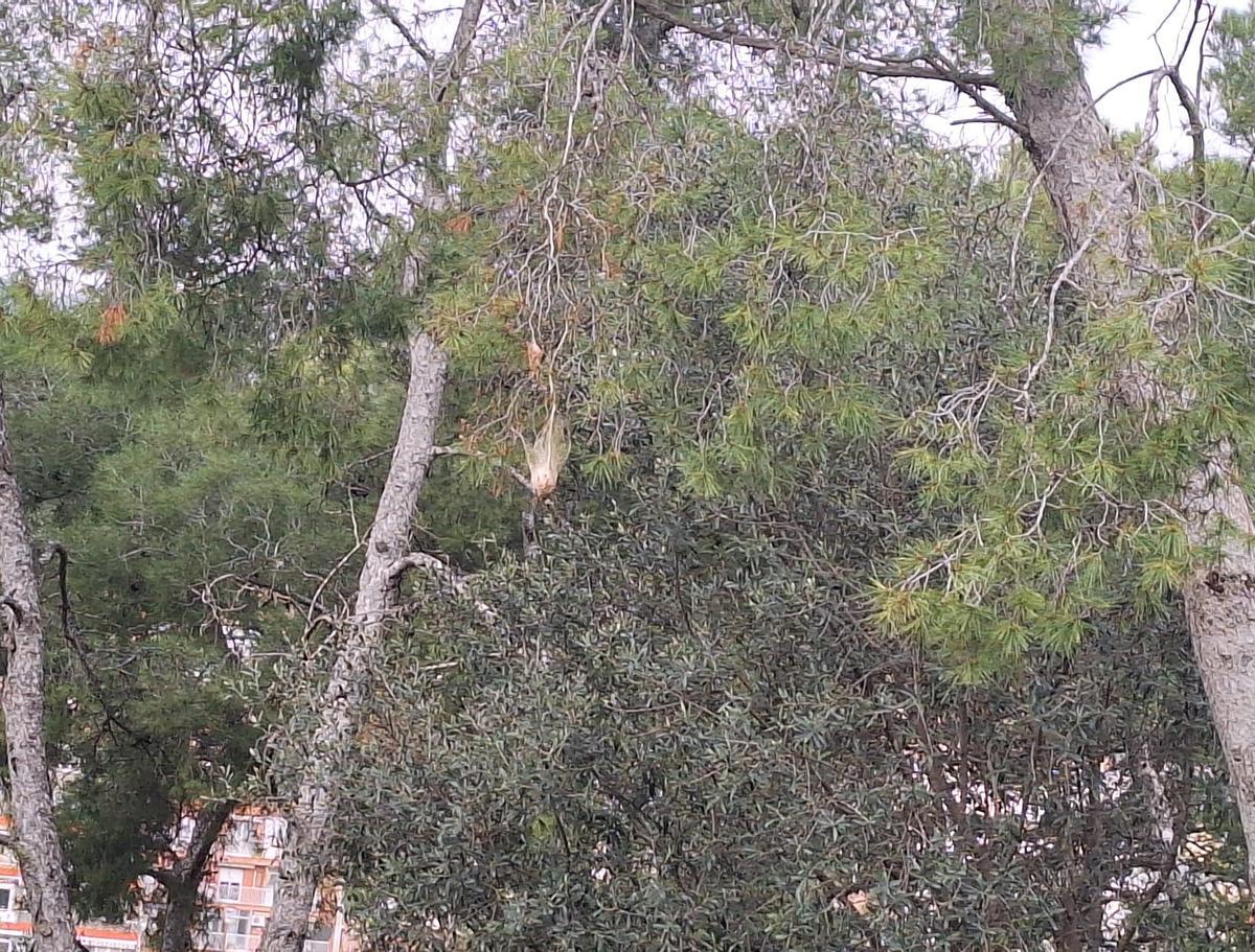 Plaga de processionària a la zona forestal del Park Güell