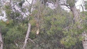 Plaga de processionària a la zona forestal del Park Güell