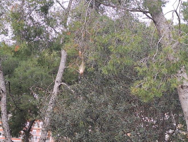 Plaga de processionària a la zona forestal del Park Güell
