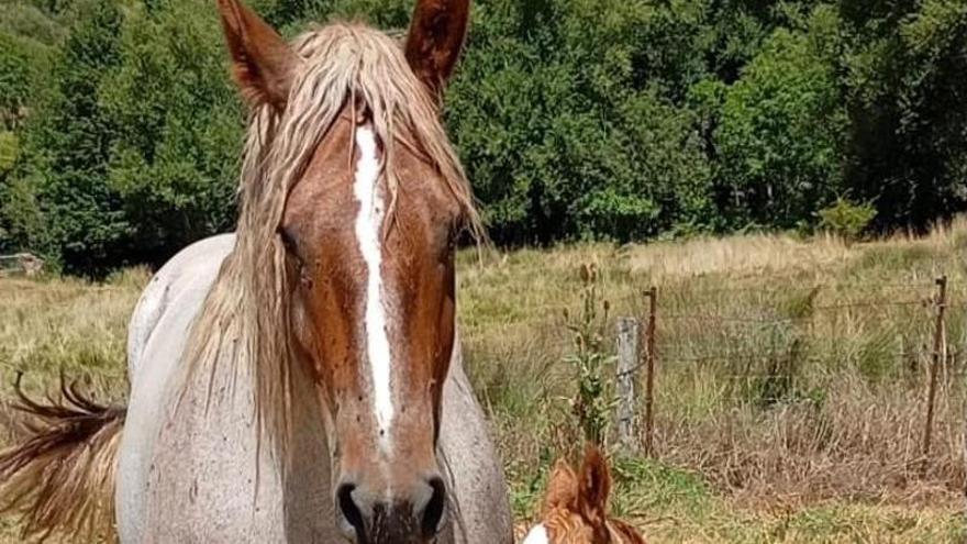 «Nevada», yegua estrella en Llanera, pare un potro que se llamará «Pelayo» en homenaje a Asturias