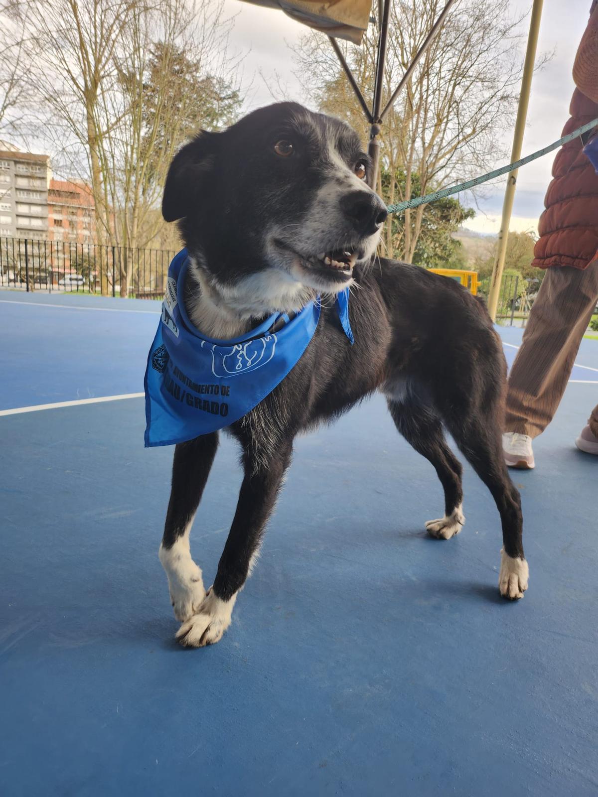 El desfile de mascotas de Grado, en imágenes