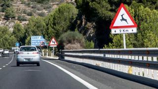 La siniestralidad vial con animales en Alicante se eleva a casi 450 accidentes en un año