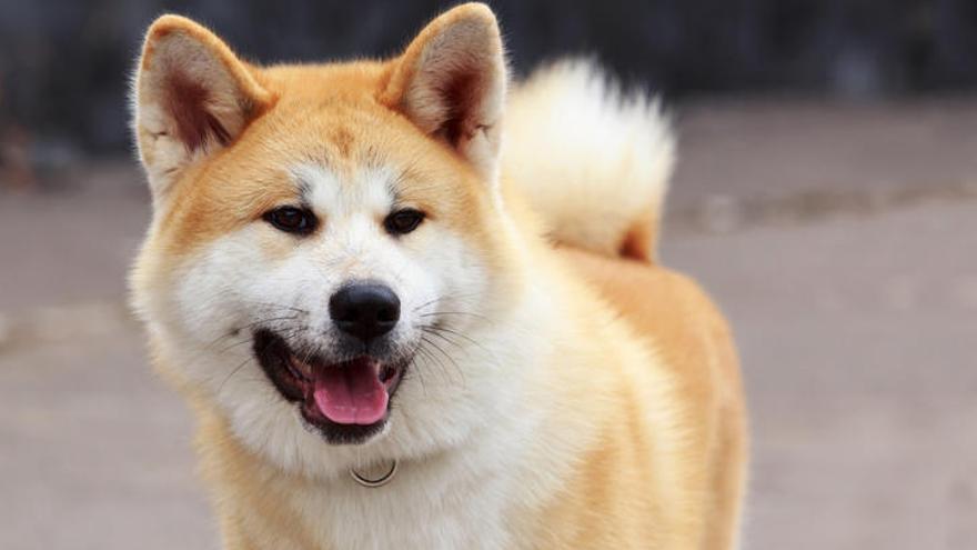 Un perro de la raza Akita.