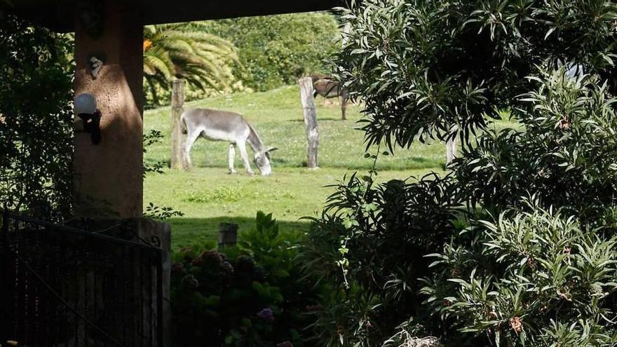 El acceso a la granja-escuela, en cuyo interior pace un burro.