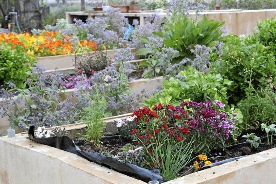 In ihrem Garten bei Sencelles züchtet Heide Göbel wilde Kräuter, Gemüse sowie Zierpflanzen mit Blüten, die nicht nur essbar sind, sondern richtig gut schmecken.