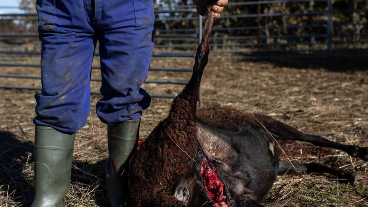 Mordedura de lobo en una oveja en Torrefrades. | Emilio Fraile