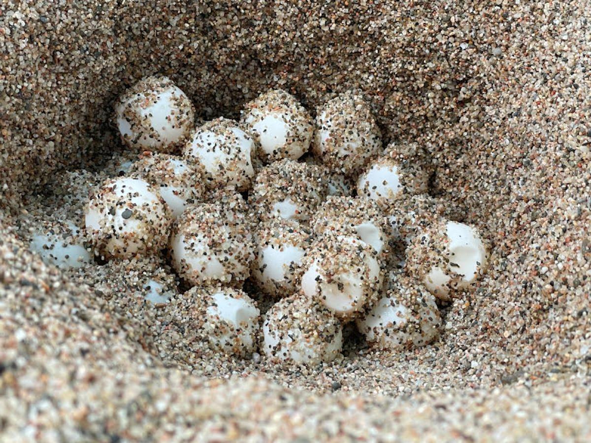 Troben en una platja de Begur el primer niu de tortuga careta a la Costa Brava