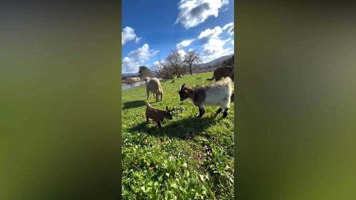 Pulgarcito, con sus 'primas' las cabras y las ovejas.