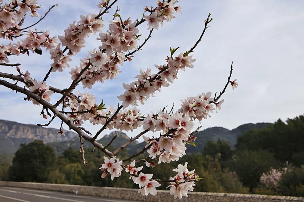 Mandelblüte