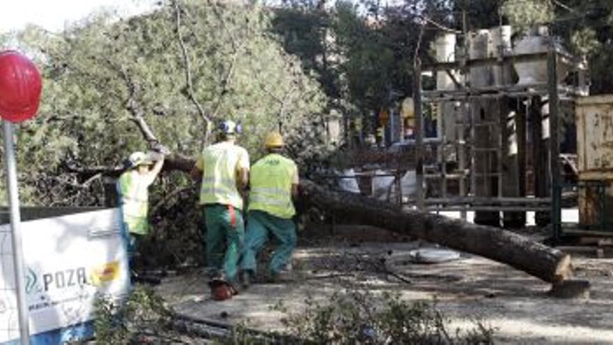 Las obras de goya se inician talando más de 20 pinos