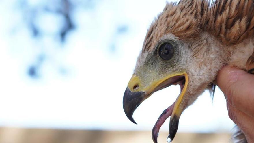 Consejos para evitar que las rapaces ataquen las aves de corral - Diario de  Ibiza