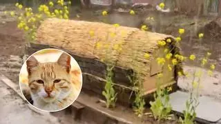 El tierno gesto de Japón con sus gatos callejeros: refugios de madera para protegerlos de la lluvia y las tormentas