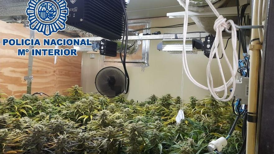 Plantanción indoor de marihuana desmantelada por la Policía Nacional en Sanlúcar de Barrameda.