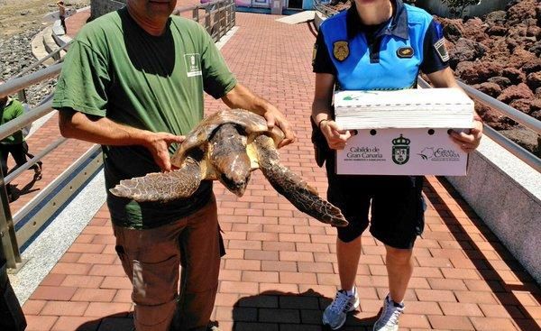 Rescate de una tortuga y una pardela en La Cicer