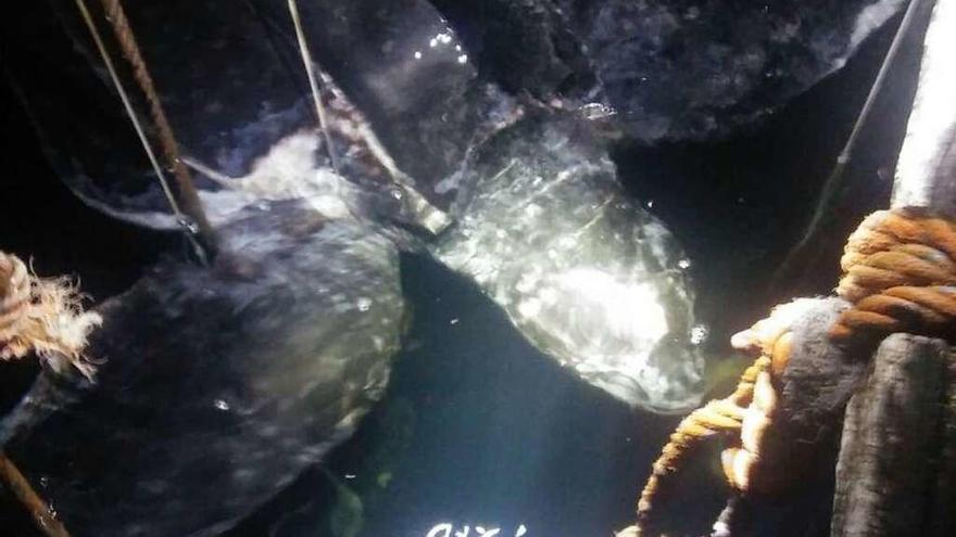 Imagen de la tortuga atrapada en las cuerdas de una batea que localizó un trueleiro ayer. // Faro