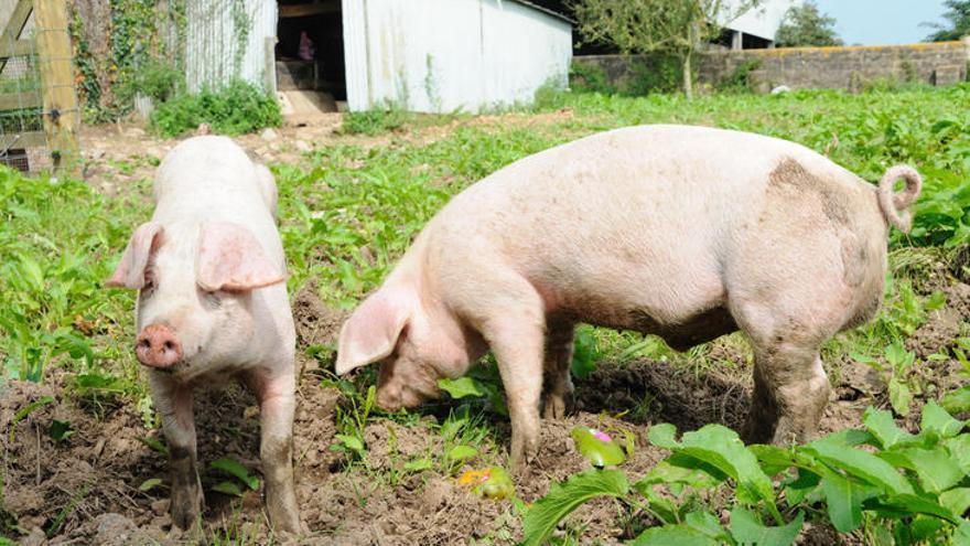 Glückliche Schweine auf einem Archivfoto.