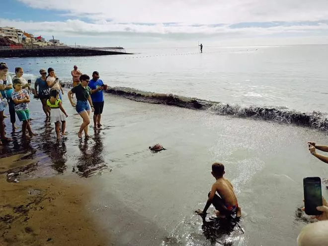 Suelta de tortugas y limpieza submarina en Melenara