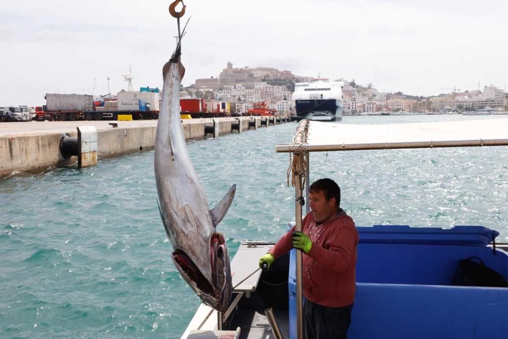 Un ibicenco captura un atún rojo de más de cien kilos