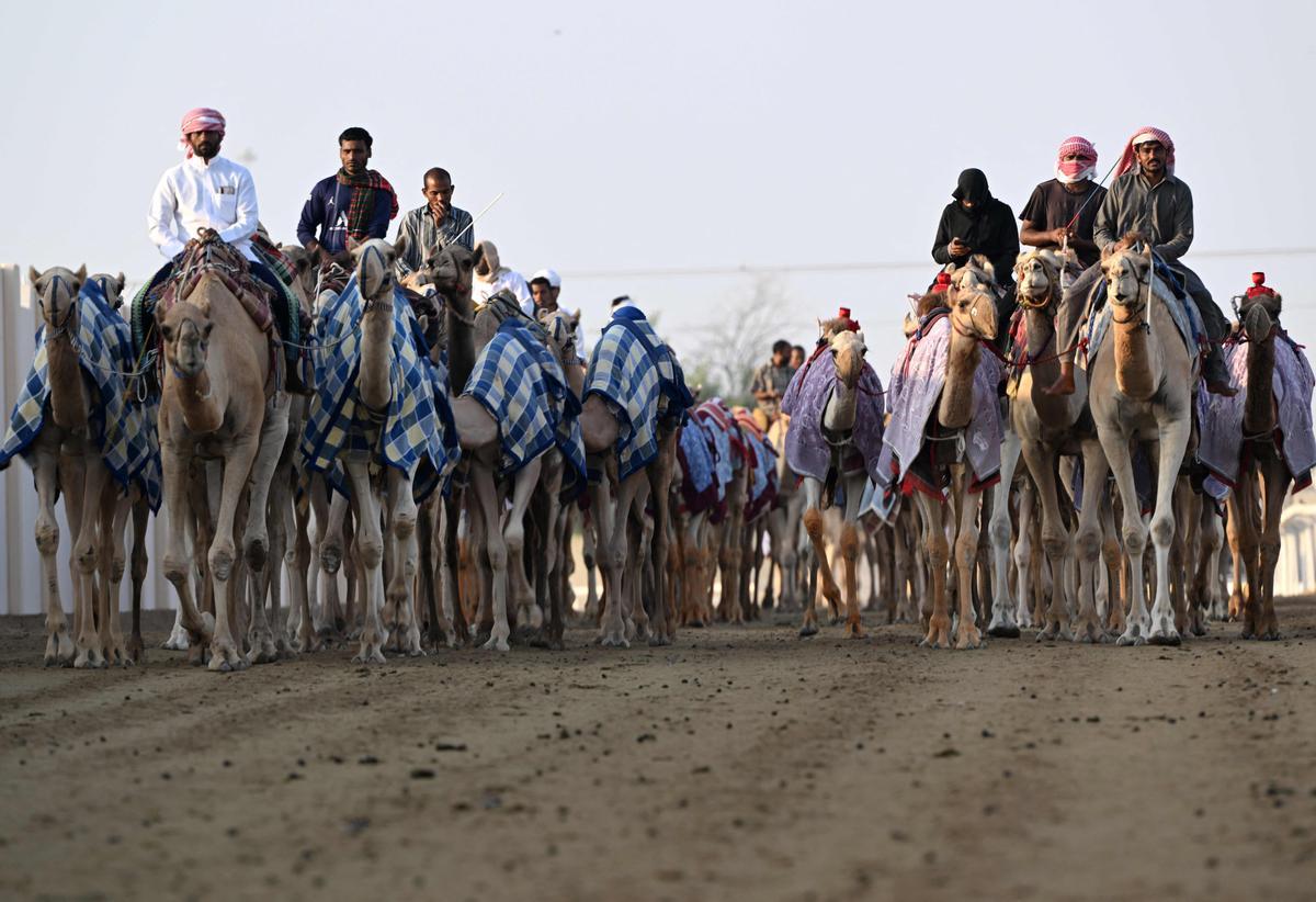 Carrera de camellos con jinetes-robot en Al Sheehaniya (Doha).