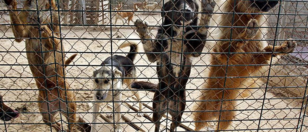 Albergue para perros en la Ribera, imagen de archivo. | LEVANTE-EMV