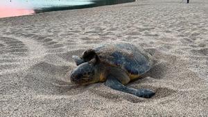 Una tortuga careta después de hacer una puesta en Begur (Baix Empordà). 