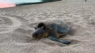 ¿Por qué se retiran los huevos de las tortugas marinas? Científicos critican esta práctica sistemática