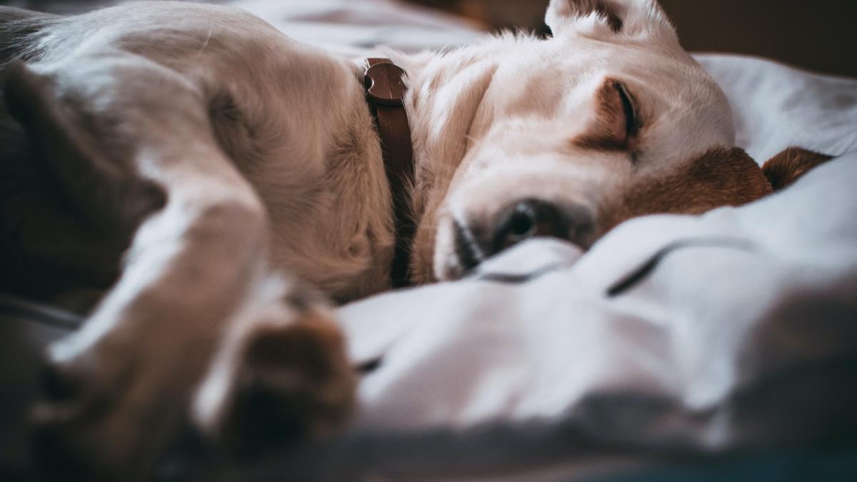 Son varios los motivos que hacen que tu perro rasque la cama antes de acostarse.