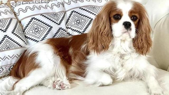 Minnie, la perrita viguesa que posó para Zara Kids.
