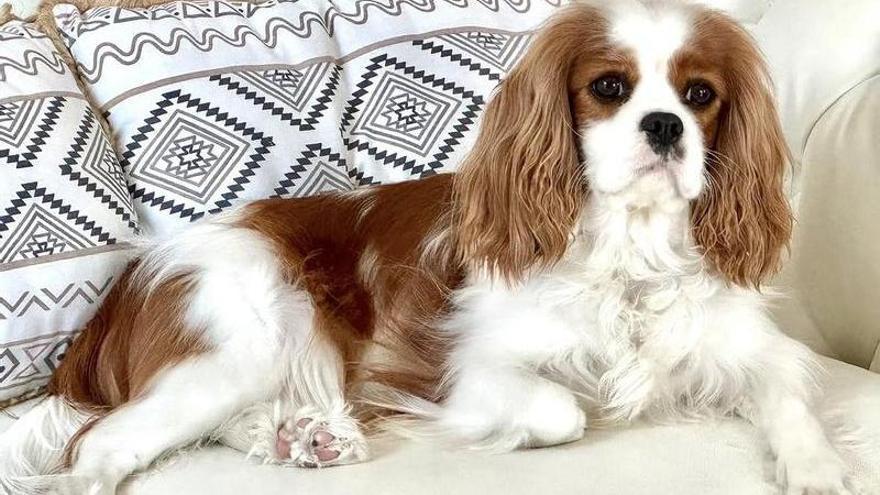 Minnie, la perra gallega que posó para Zara Kids: «La experiencia fue fantástica»