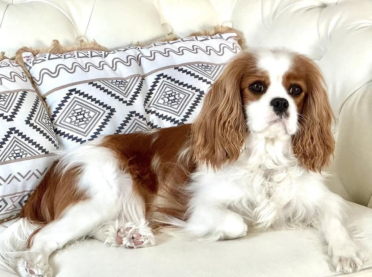 Minnie, la perrita viguesa que posó para Zara Kids.