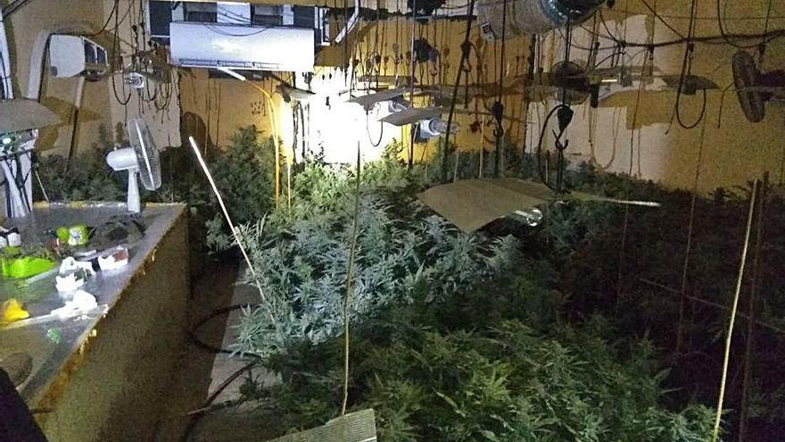 La plantació de marihuana detectada per la Policia Local.