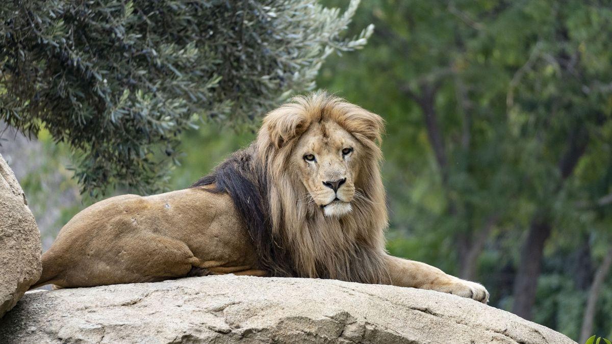 Bioparc recrea los hábitats naturales africanos más espectaculares en València.