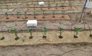 Desarrollan con restos vegetales un sustituto para el plástico agrícola