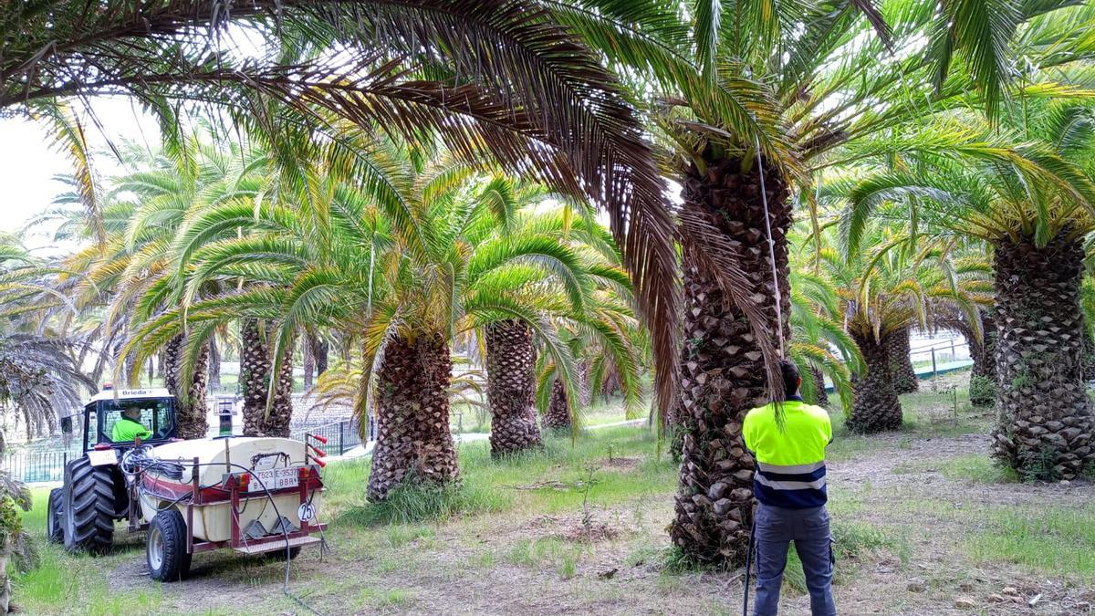 El personal del Ayuntamiento realiza el tratamiento en las palmeras de La Esperanza.